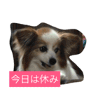 ぺぺきちと仲間（個別スタンプ：19）