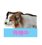 ぺぺきちと仲間（個別スタンプ：22）