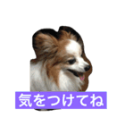 ぺぺきちと仲間（個別スタンプ：23）