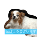 ぺぺきちと仲間（個別スタンプ：25）