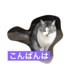 ぺぺきちと仲間（個別スタンプ：26）