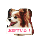 ぺぺきちと仲間（個別スタンプ：29）