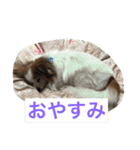 ぺぺきちと仲間（個別スタンプ：39）
