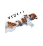 ちょこくる（個別スタンプ：4）