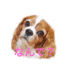 ちょこくる（個別スタンプ：5）