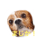 ちょこくる（個別スタンプ：6）
