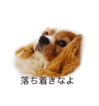 ちょこくる2（個別スタンプ：6）