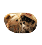 ちわわ'S（個別スタンプ：4）