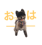 リオとそらのすたんぷ 第1弾（個別スタンプ：5）