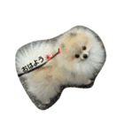 pomeranian.ponzu（個別スタンプ：1）