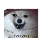pomeranian.ponzu（個別スタンプ：2）