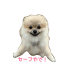 pomeranian.ponzu（個別スタンプ：3）