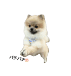 pomeranian.ponzu（個別スタンプ：4）