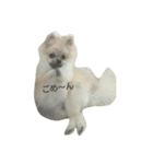 pomeranian.ponzu（個別スタンプ：5）