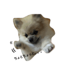 pomeranian.ponzu（個別スタンプ：6）