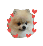 pomeranian.ponzu（個別スタンプ：7）