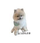pomeranian.ponzu（個別スタンプ：8）