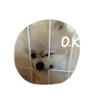 pomeranian.ponzu（個別スタンプ：9）
