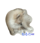 pomeranian.ponzu（個別スタンプ：10）