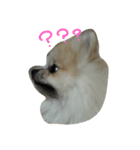 pomeranian.ponzu（個別スタンプ：11）