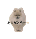 pomeranian.ponzu（個別スタンプ：12）