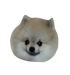 pomeranian.ponzu（個別スタンプ：13）