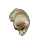 pomeranian.ponzu（個別スタンプ：14）