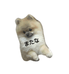 pomeranian.ponzu（個別スタンプ：16）
