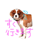 キャバリア トム スタンプ（個別スタンプ：3）