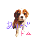 キャバリア トム スタンプ（個別スタンプ：5）