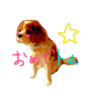 キャバリア トム スタンプ（個別スタンプ：6）