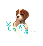 キャバリア トム スタンプ（個別スタンプ：9）