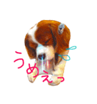 キャバリア トム スタンプ（個別スタンプ：13）