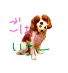 キャバリア トム スタンプ（個別スタンプ：17）