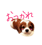キャバリア トム スタンプ（個別スタンプ：20）