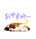 キャバリア トム スタンプ（個別スタンプ：23）