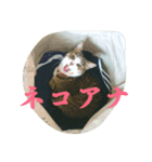 ねっこっ！（個別スタンプ：4）