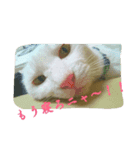 ねっこっ！（個別スタンプ：6）