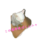 ねっこっ！（個別スタンプ：7）