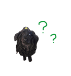 モップ犬（個別スタンプ：2）