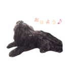 モップ犬（個別スタンプ：3）
