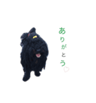 モップ犬（個別スタンプ：5）