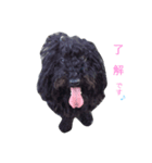 モップ犬（個別スタンプ：6）
