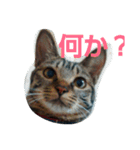 なるくんと七ちゃんのゆる～い毎日（個別スタンプ：1）