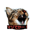 なるくんと七ちゃんのゆる～い毎日（個別スタンプ：6）