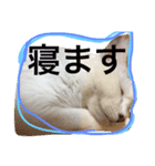まつ時々きのこ（個別スタンプ：1）