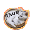 まつ時々きのこ（個別スタンプ：7）