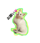 まつ時々きのこ（個別スタンプ：8）