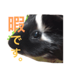 モルの日常（個別スタンプ：5）