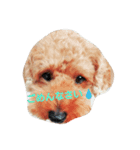 チョコわんこ（個別スタンプ：1）